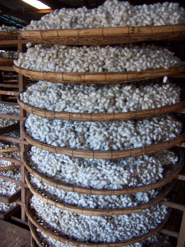 Kén tằm tạo nên những sợi tơ